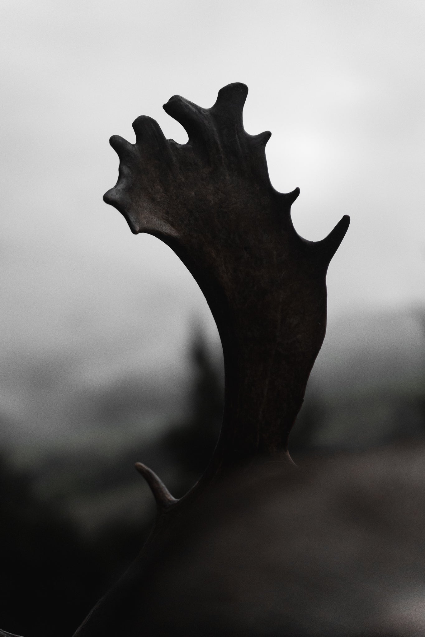 Fallow deer antler representing the hunting heritage behind Dusky Energy & Endurance Capsules.
