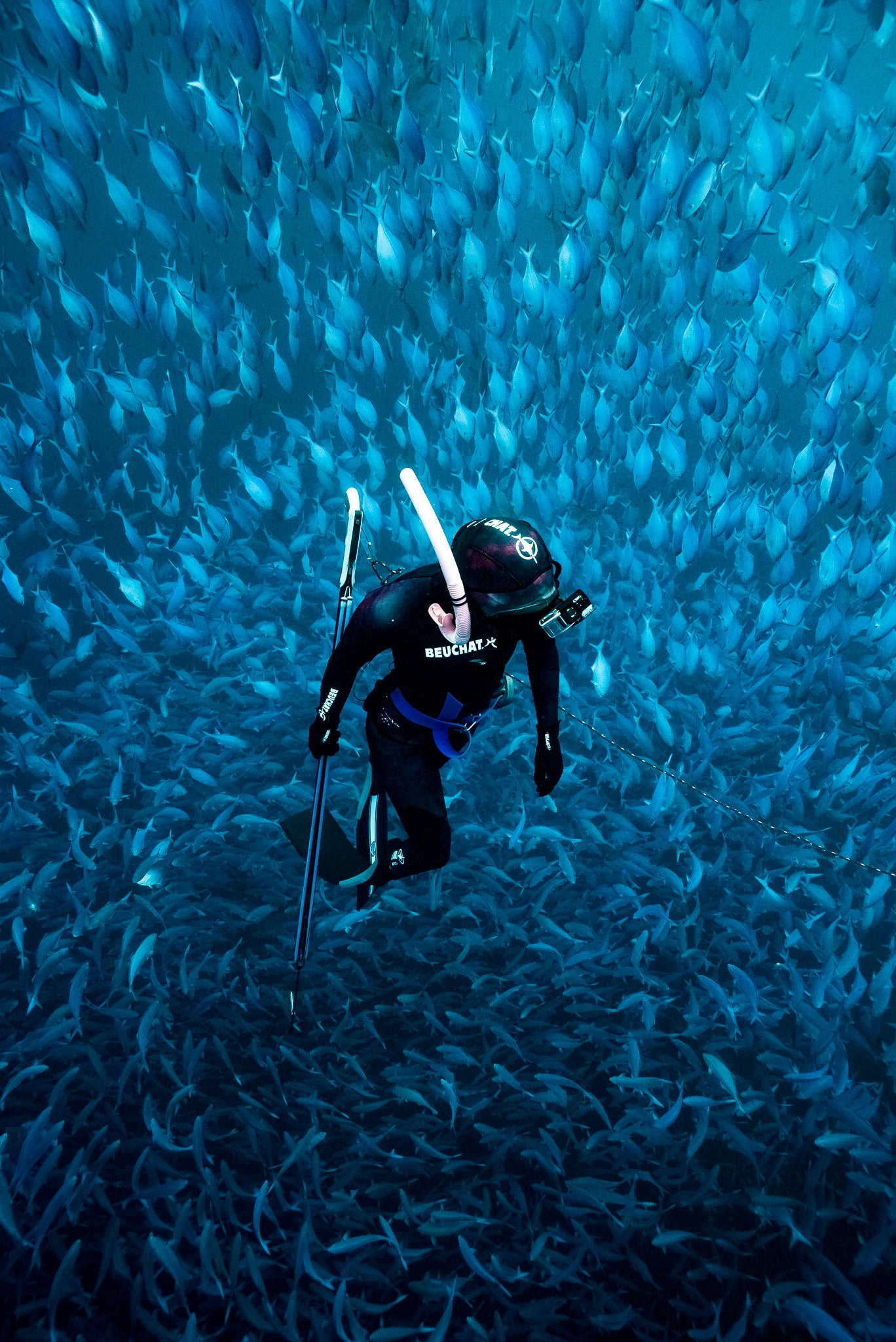 Freediver swimming through a school of fish in New Zealand, representing the wild places that inspired the Dusky brand.