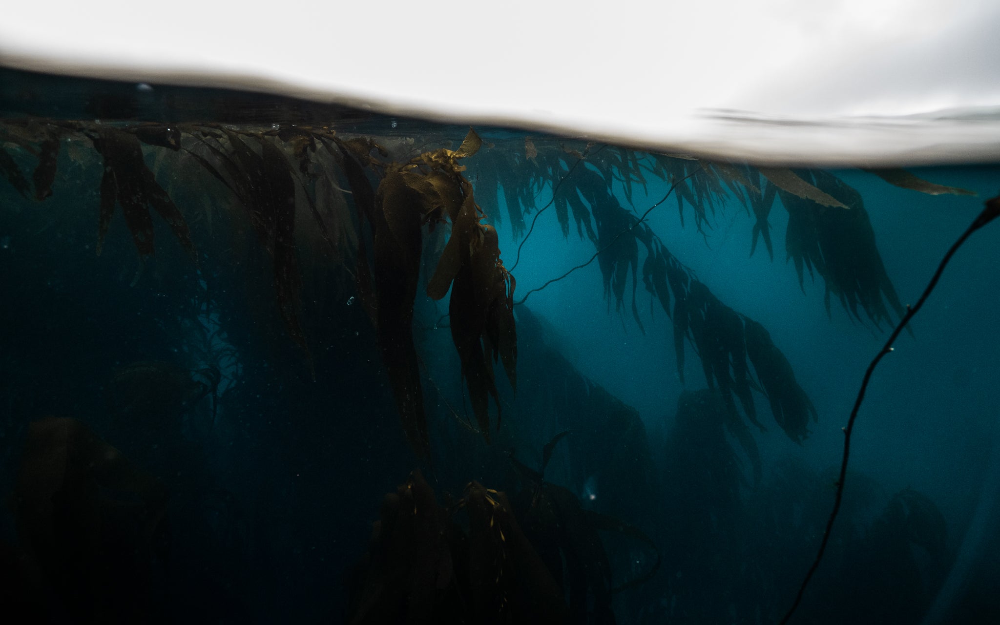 Freediver swimming through a New Zealand kelp forest representing Dusky outdoor electrolyte and energy supplements.